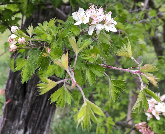 image of Crataegus marshallii, Parsley Hawthorn, Parsley Haw