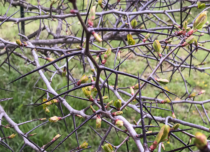 image of Crataegus crus-galli var. crus-galli, Cockspur Hawthorn