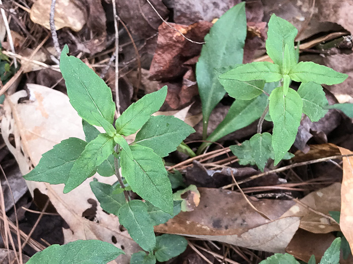 image of Pycnanthemum incanum +, Hoary Mountain-mint, White Mountain-mint