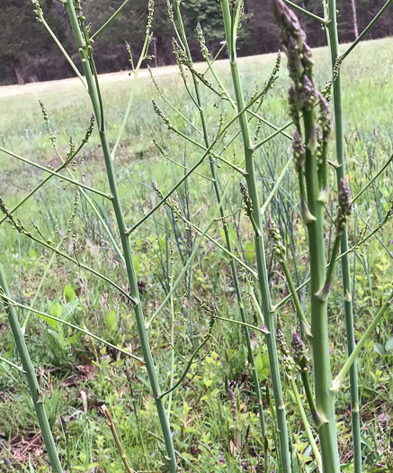 image of Asparagus officinalis, Garden Asparagus, Sparrowgrass