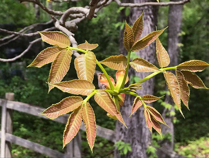 image of Carya ovalis, Red Hickory, Sweet Pignut Hickory