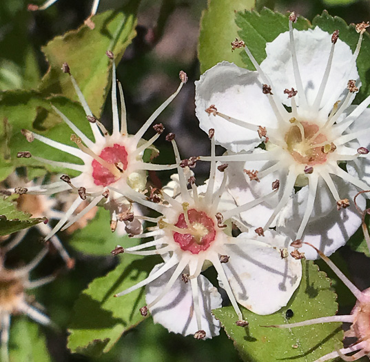 image of Crataegus aff. pinetorum, pineland hawthorn