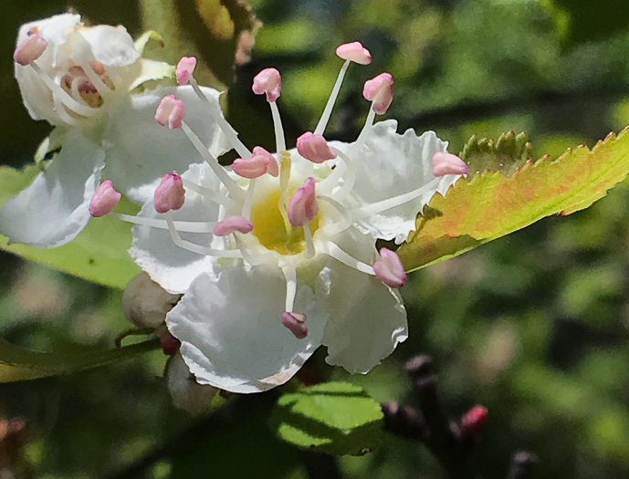 image of Crataegus aff. pinetorum, pineland hawthorn