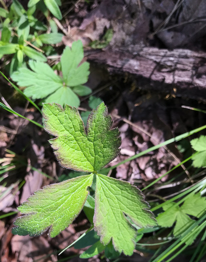 image of Anemone virginiana var. virginiana, Thimbleweed, Tall Thimbleweed, Tall Anemone