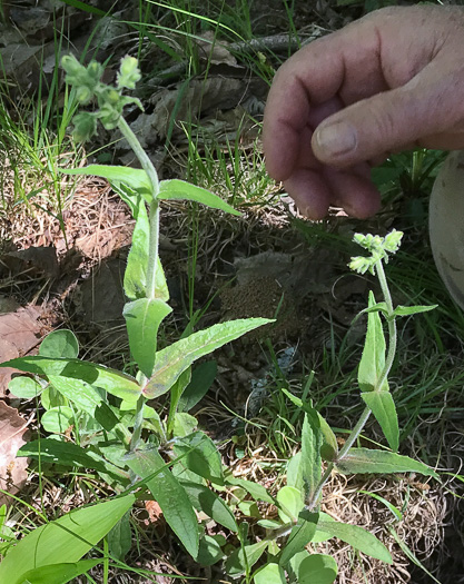 image of Penstemon sp. [of the Appalachian Piedmont], Beardtongue [Glassy Mtn HP]