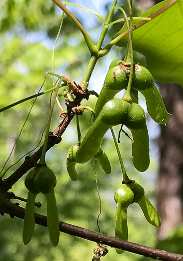 image of Acer leucoderme, Chalk Maple, Small Chalk Maple, White-bark Maple