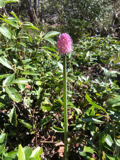 image of Helonias bullata, Swamp Pink