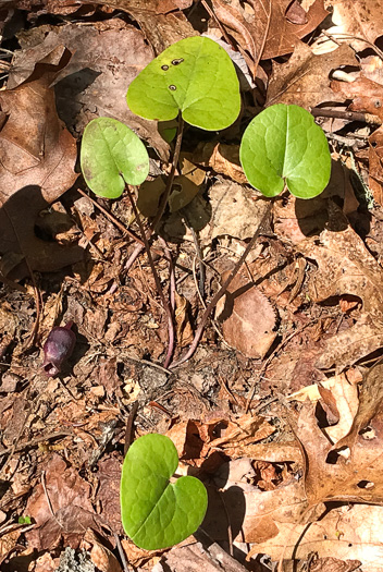 image of Hexastylis rhombiformis, French Broad Heartleaf, Carolina Heartleaf