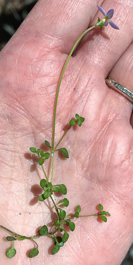 image of Houstonia serpyllifolia, Thymeleaf Bluet, Appalachian Bluet, Prostrate Bluet, Marsh Bluet