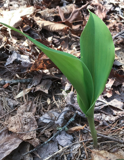 image of Convallaria pseudomajalis, American Lily-of-the-valley