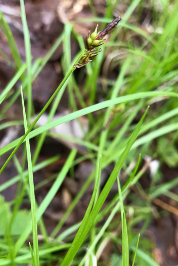 image of Carex austrolucorum, Appalachian Woodland Sedge