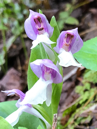 image of Galearis spectabilis, Showy Orchis