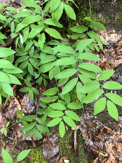 image of Polygonatum pubescens, Downy Solomon’s Seal, Hairy Solomon's Seal