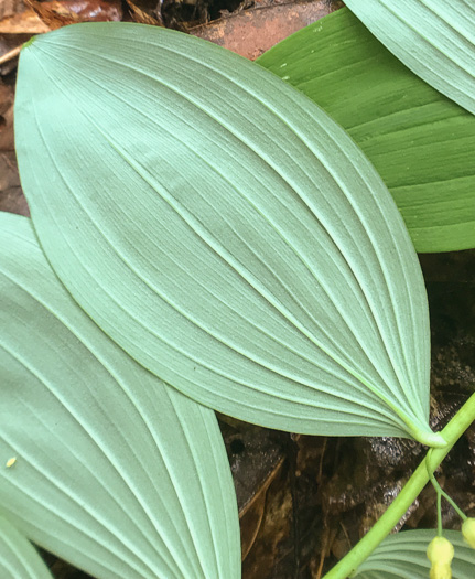 Polygonatum pubescens, Downy Solomon’s Seal, Hairy Solomon's Seal