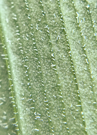 image of Polygonatum pubescens, Downy Solomon’s Seal, Hairy Solomon's Seal