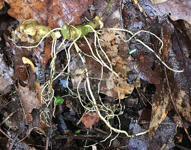 image of Polygonatum pubescens, Downy Solomon’s Seal, Hairy Solomon's Seal