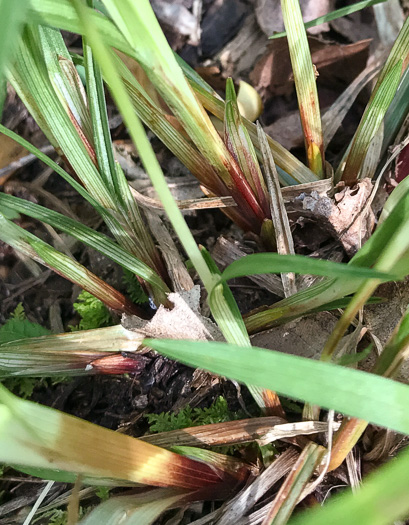 image of Carex manhartii, Blue Ridge Purple Sedge, Manhart's Sedge