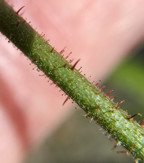 image of Robinia hispida var. kelseyi, Kelsey's Locust