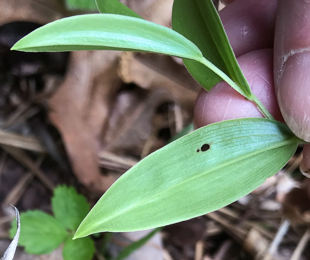 image of Uvularia puberula, Mountain Bellwort, Appalachian Bellwort, Carolina Bellwort, Coastal Bellwort