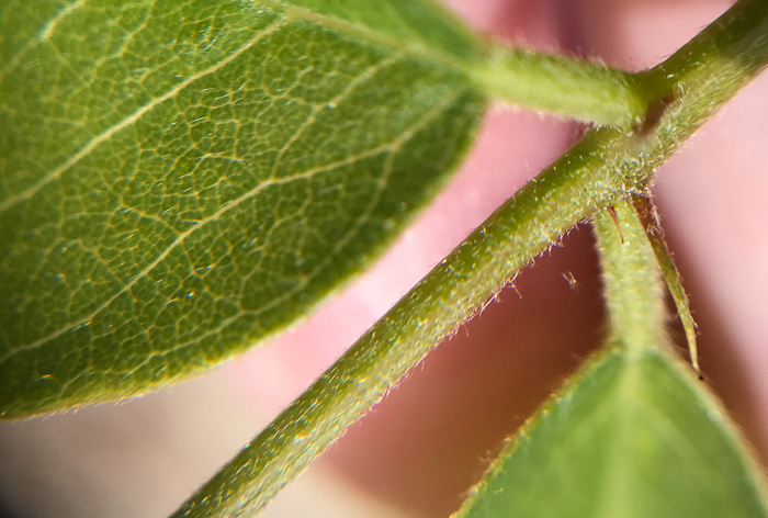 image of Robinia hispida var. kelseyi, Kelsey's Locust