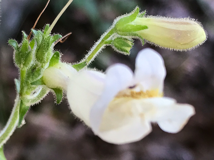 image of Penstemon sp. [of the Appalachian Piedmont], Beardtongue [Glassy Mtn HP]