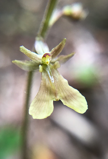 image of Neottia smallii, Kidneyleaf Twayblade, Appalachian Twayblade, Small's Twayblade