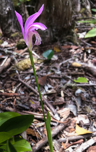 image of Arethusa bulbosa, Bog-rose, Dragon's-mouth, Arethusa