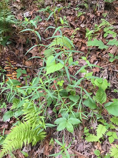 image of Phlox carolina, Carolina Phlox, Thick-leaf Phlox, Giant Phlox