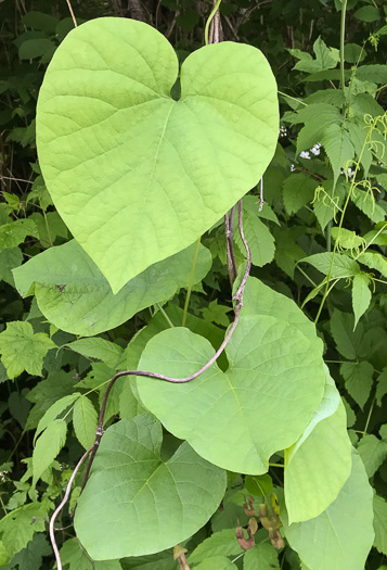 Dutchman's Pipe