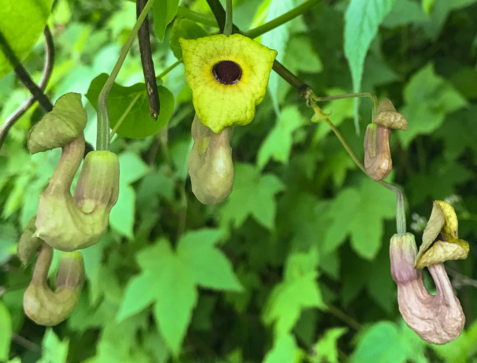 image of Isotrema macrophyllum, Dutchman's Pipe, Pipevine