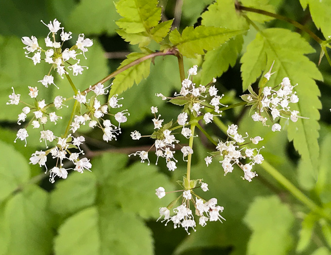 image of Osmorhiza longistylis, Aniseroot, Smooth Sweet Cicely, Longstyle Sweet-cicely