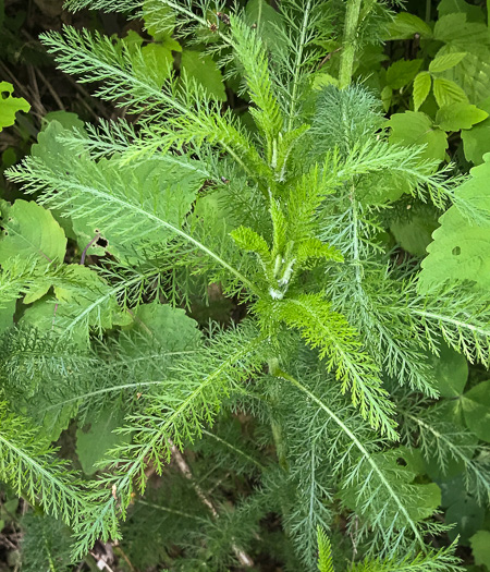 image of Achillea gracilis, Eastern Yarrow, Eastern Thousandleaf