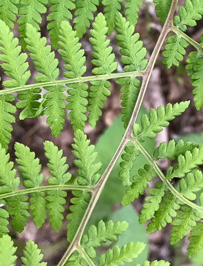 image of Athyrium asplenioides, Southern Lady Fern