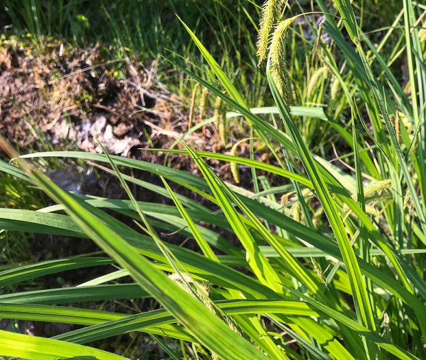 image of Carex gynandra, Mountain Fringed Sedge, Nodding Sedge