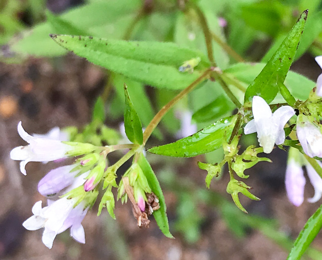 image of Houstonia purpurea, Summer Bluet, Mountain Bluet, Woodland Bluet, Purple Bluet