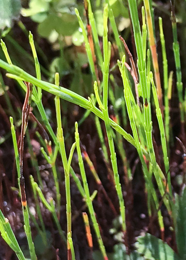 image of Hypericum gentianoides, Pineweed, Orange-grass, Orangeweed