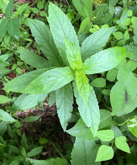 image of Stachys latidens, Broadtooth Hedgenettle