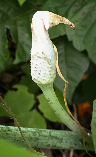 spadix