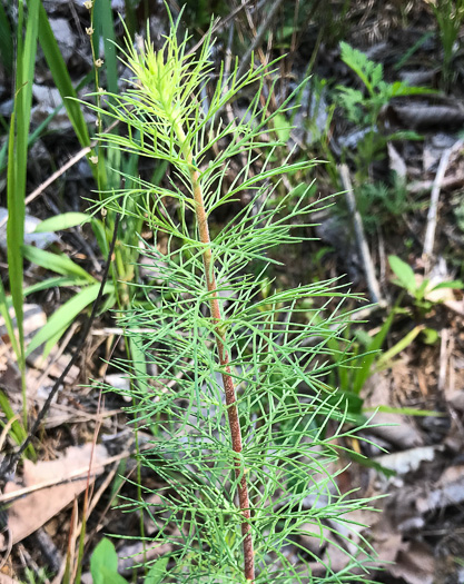 image of Ipomopsis rubra, Standing-cypress, Spanish-larkspur