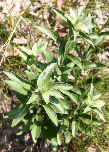 image of Chrysopsis mariana, Maryland Goldenaster