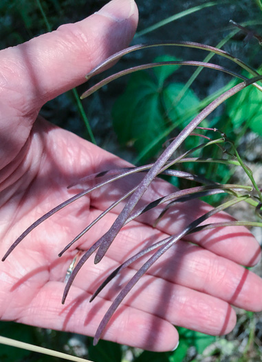 image of Borodinia missouriensis, Missouri Rockcress