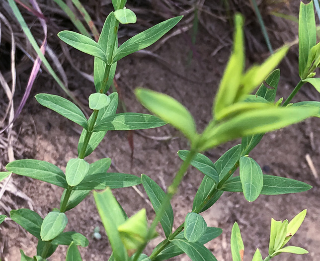 image of Hypericum virgatum, Strict St. Johnswort, Sharpleaf St. Johnswort