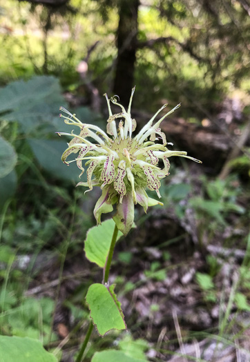 image of Monarda clinopodia, Basil Bergamot, Basil Beebalm, White Bergamot, Basil Balm