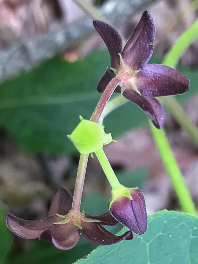 Matelea carolinensis, Carolina Spinypod, Climbing Milkweed, Climbing Milkvine, Maroon Carolina Milkvine