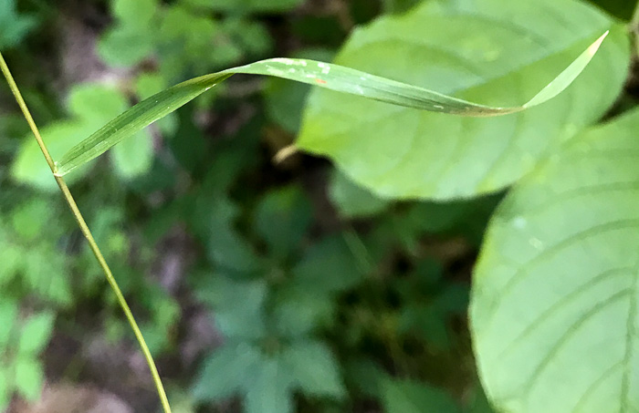 image of Sphenopholis intermedia, Slender Wedgegrass