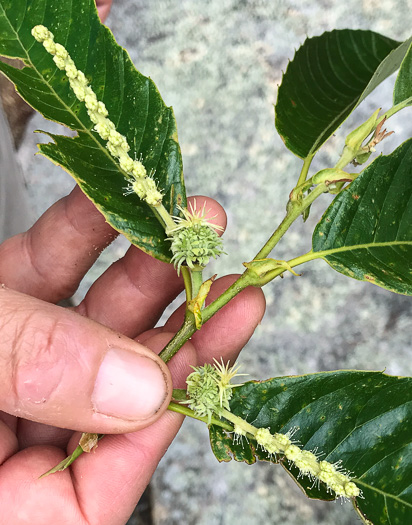 image of Castanea mollissima, Chinese Chestnut