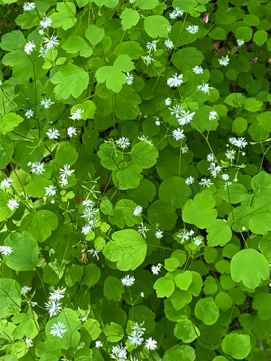 Thalictrum clavatum, Mountain Meadowrue, Lady-rue