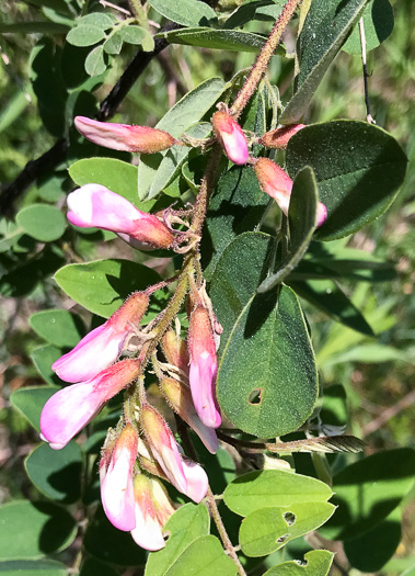 image of Robinia hartwigii, Granite Dome Locust, Highlands Locust, Hartwig's Locust