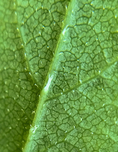 image of Rhododendron pilosum, Minniebush