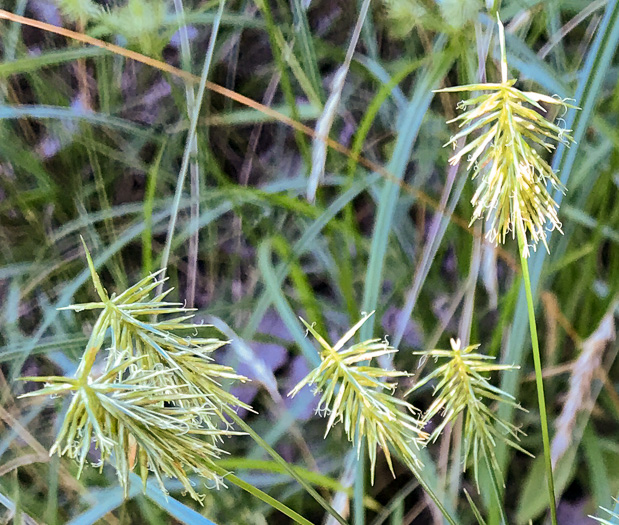 spikelet